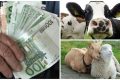 Subvențiile APIA pe cap animal! Banii ajung la crescători până la 31 ianuarie 2026!