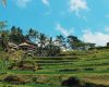 View of Tegallagang Rice Terraces in Bali.jpg