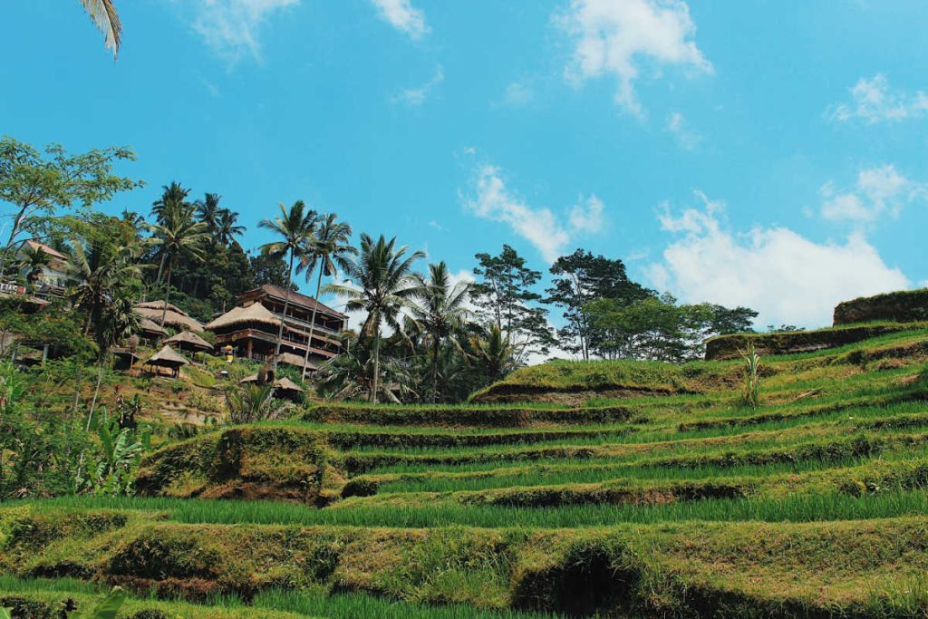 View of Tegallagang Rice Terraces in Bali.jpg