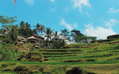 View of Tegallagang Rice Terraces in Bali.jpg