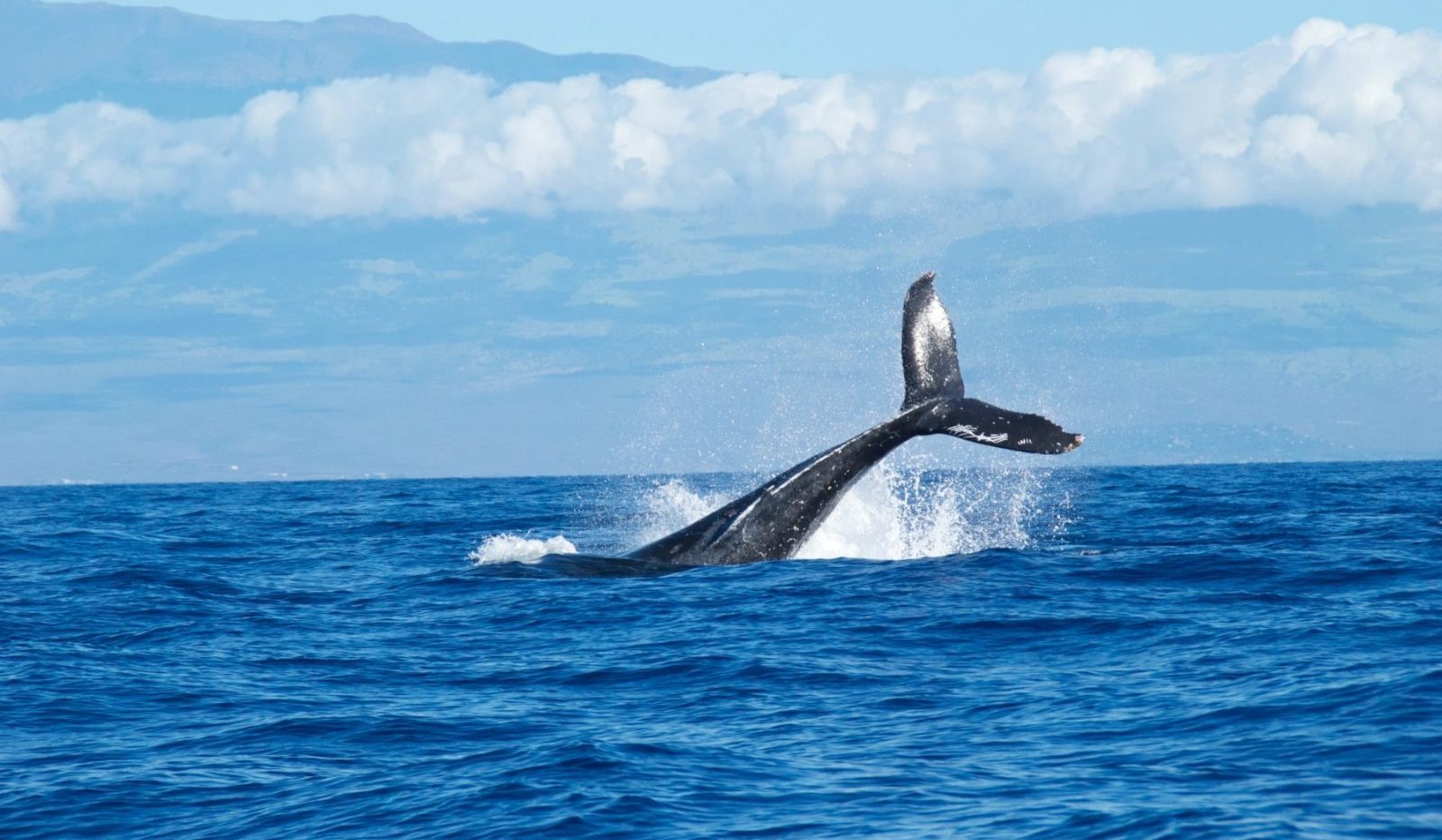Un moment istoric pentru conservarea planetei a fost oficializat sâmbătă, odată cu intrarea în vigoare a unui tratat ONU menită să protejeze biodiversitatea oceanică