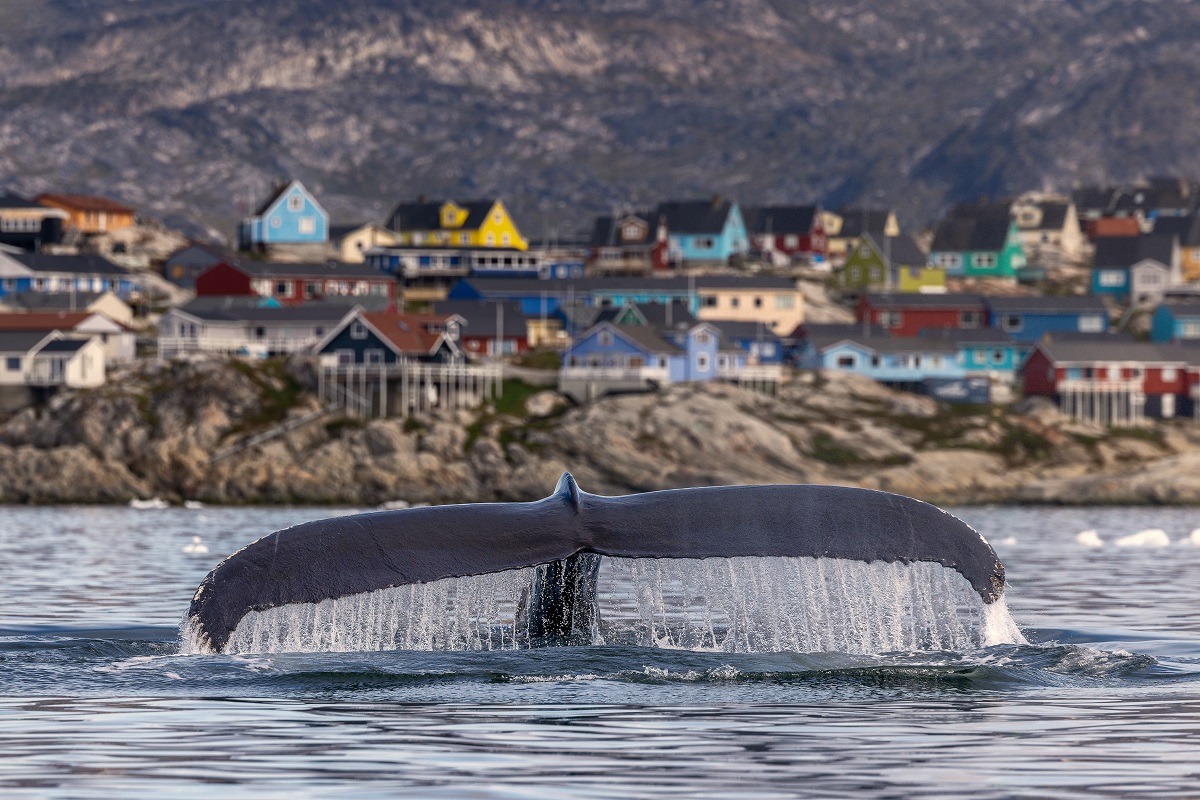 balena-Groenlanda.jpeg