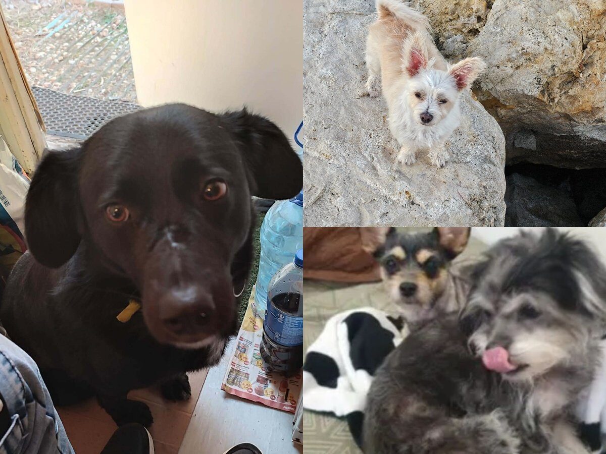 Femeie cheamă ASPA după ce își abandonează câinii