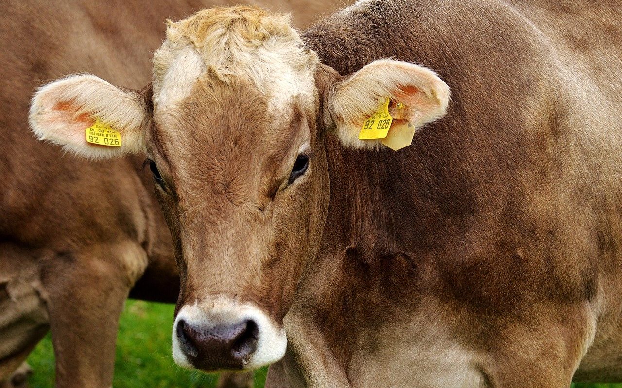 cow-g4ac04b6fa_1280.jpg