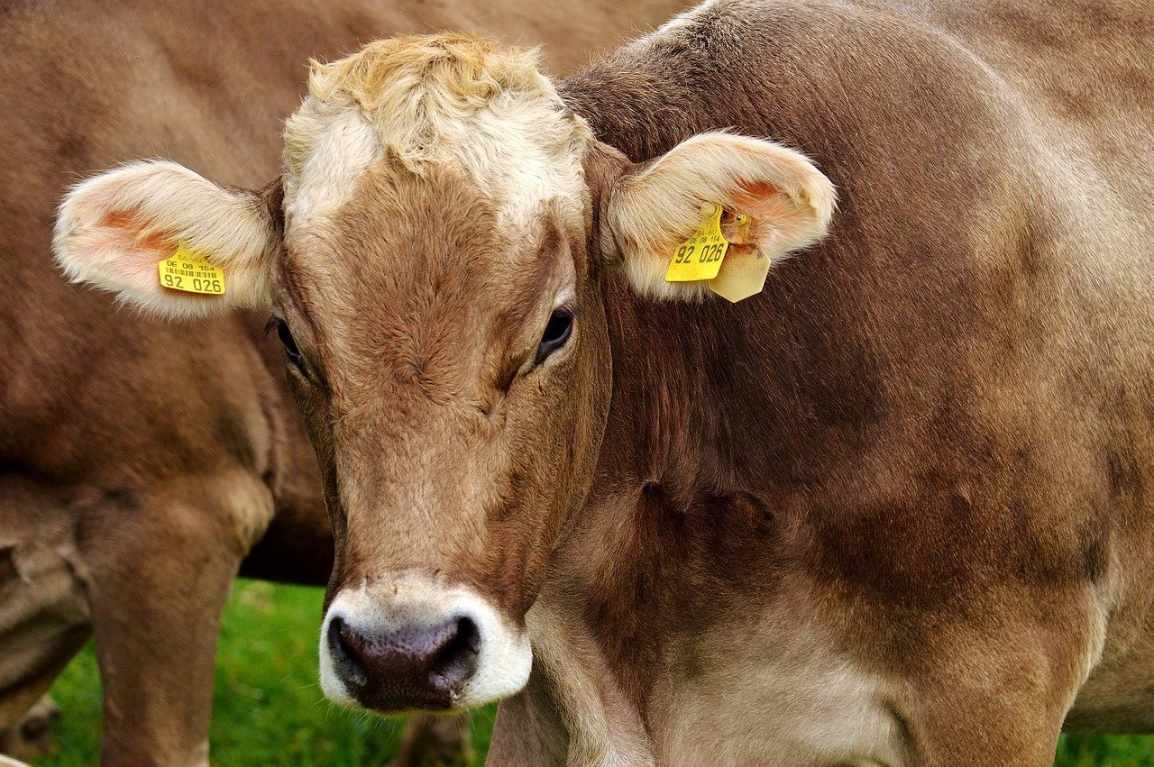 Peste 20 de bovine au fost salvate de la adversități într-un incident care a mobilizat forțele de intervenție din județul Suceava, duminică, într-o localitate din apropierea Pocolenilor
