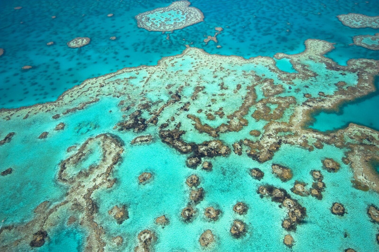 Recifele de corali, în pericol de dispariție, în fața celui mai grav val de albire din istorie Cele mai extinse și diversificate habitate marine de pe planetă, recifele de corali, se află în pragul unei crize fără precedent