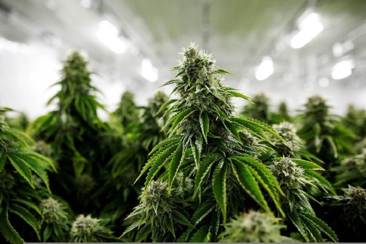 Serbia a înregistrat una dintre cele mai mari capturi de droguri din istoria recenta, după ce poliția a confiscat cinci tone de cannabis într-un sat din centrul țării