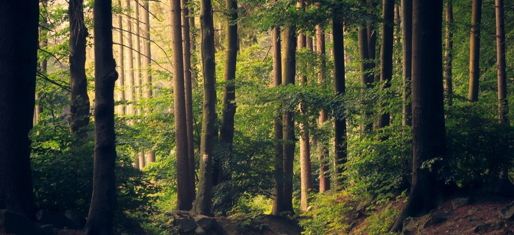 padure-copaci-fond-forestier-e1769507032420.jpg