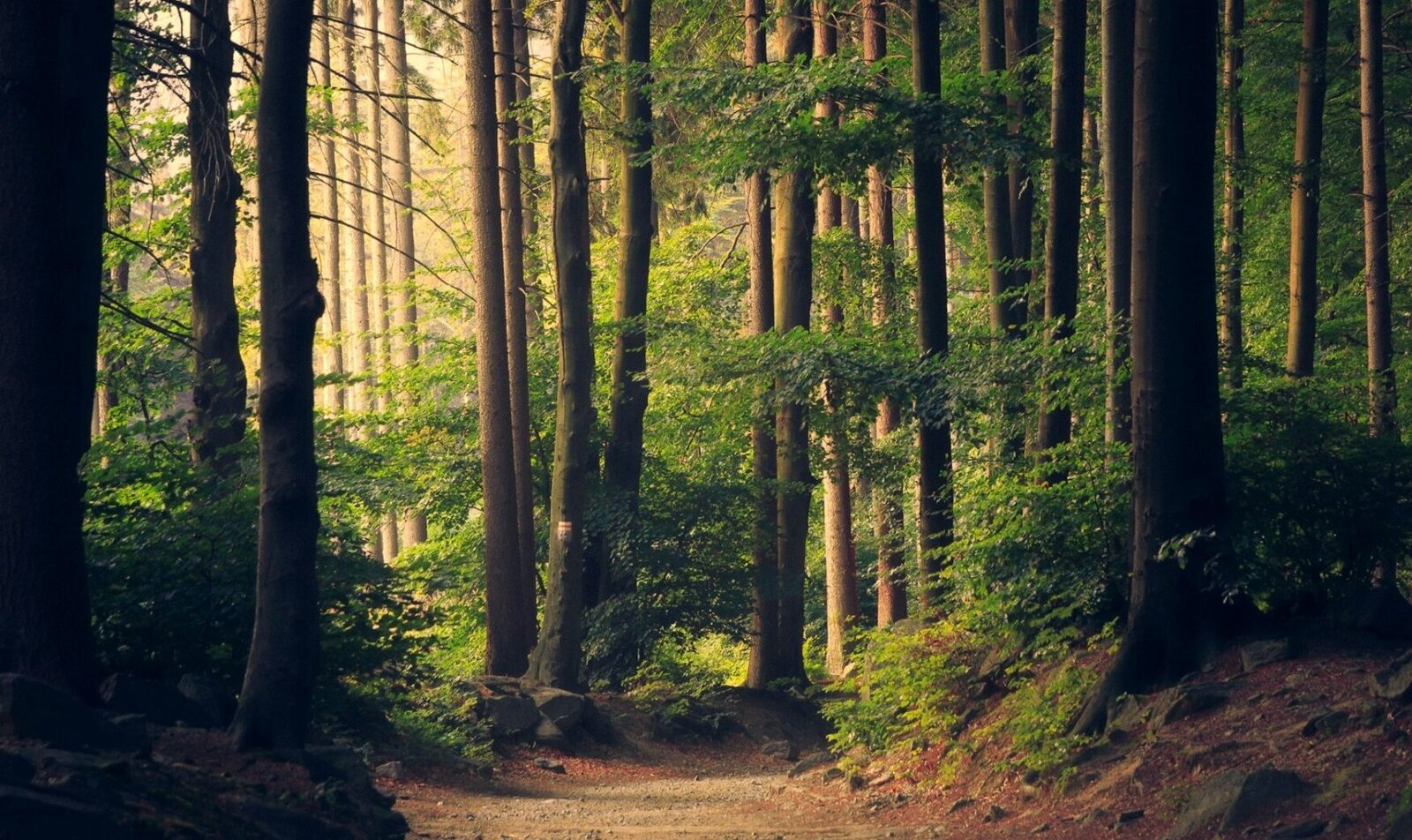 România va sprijini Republica Moldova în realizarea primului său inventar forestier național, printr-un aport financiar de 1,7 milioane de euro