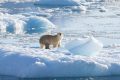 thomas_w_johansen_nasa_polar_bear_glacier_ice_0-e1655461035640.jpg