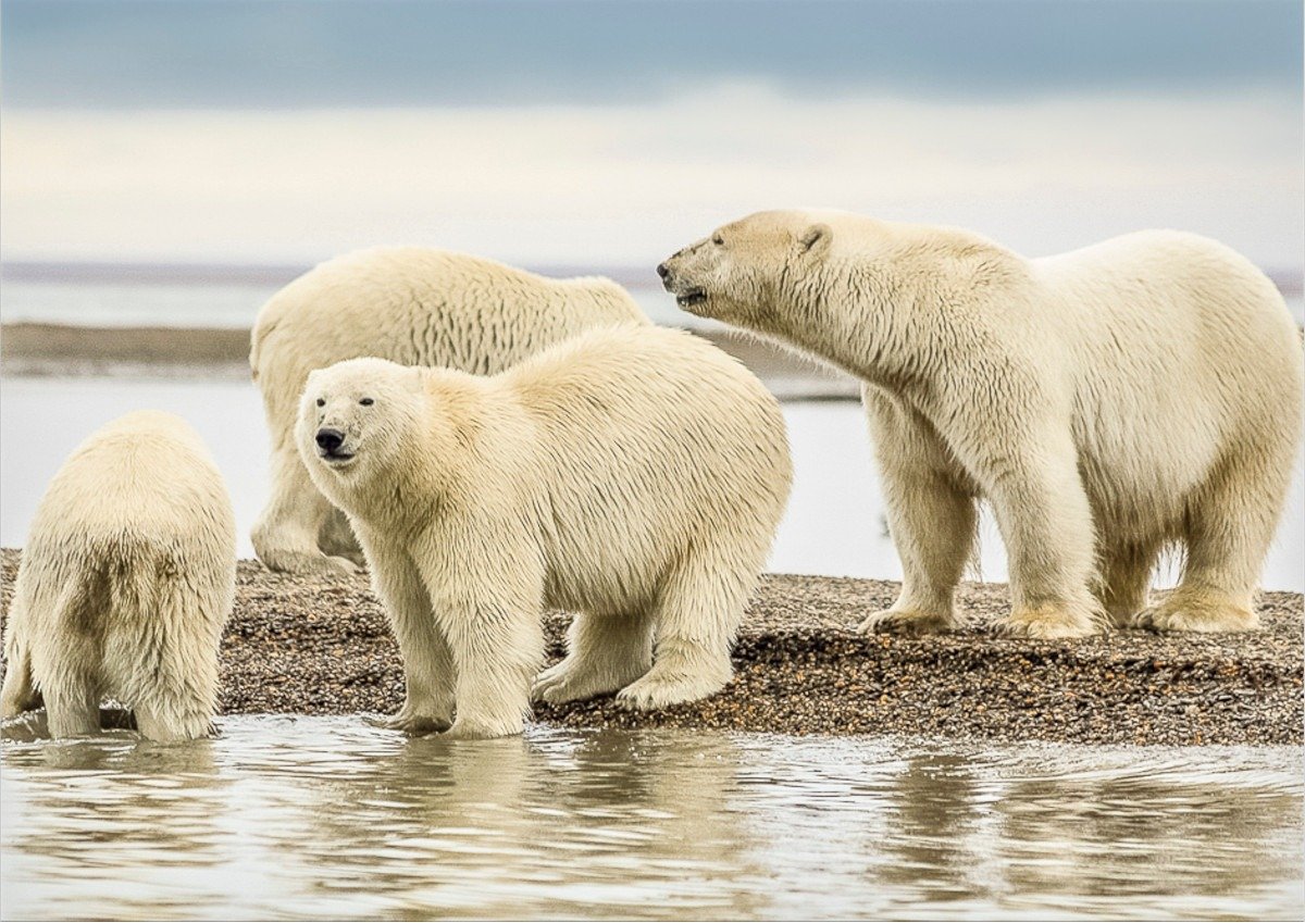 Ursii polari din Svalbard, un arhipelag situat în apropierea polului Nord, au surprins comunitatea științifică și cercetătorii printr-un fenomen neașteptat: aceștia și-au crescut în greutate și par a fi mai rezistenți la schimbările climatice, contrar așteptărilor legate de vulnerabilitatea speciilor în fața încălzirii globale accelerate
