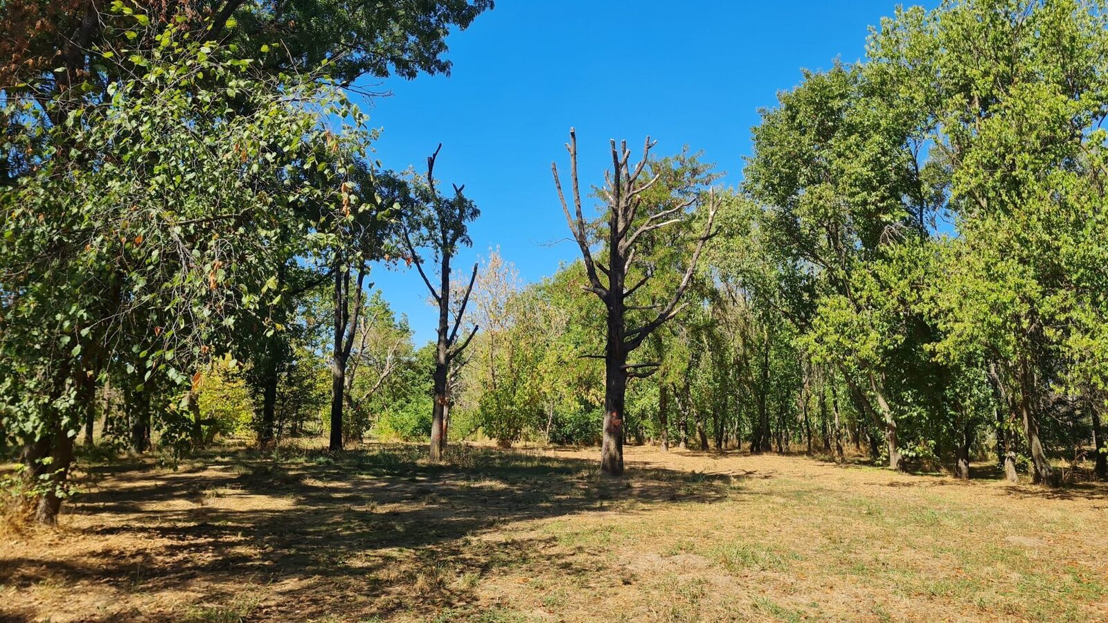 În inima Bucureștiului, Parcul Tineretului, unul dintre cele mai populare și frecventate spații verzi ale capitalei, se confruntă cu o situație critică privind sănătatea și siguranța arborilor