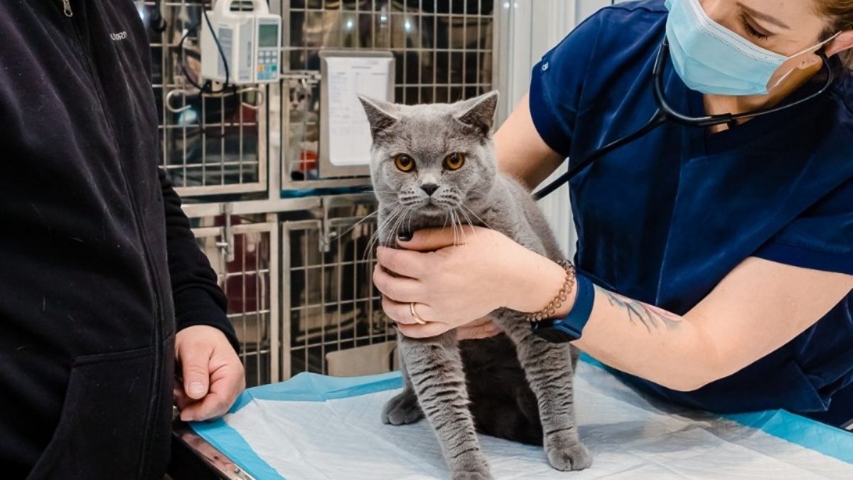 Campania-de-sterilizari-gratuite-pentru-pisici.jpg