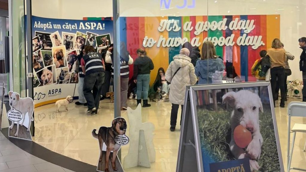 Catei-adoptati-primul-targ-de-adoptii-ASPA.jpg
