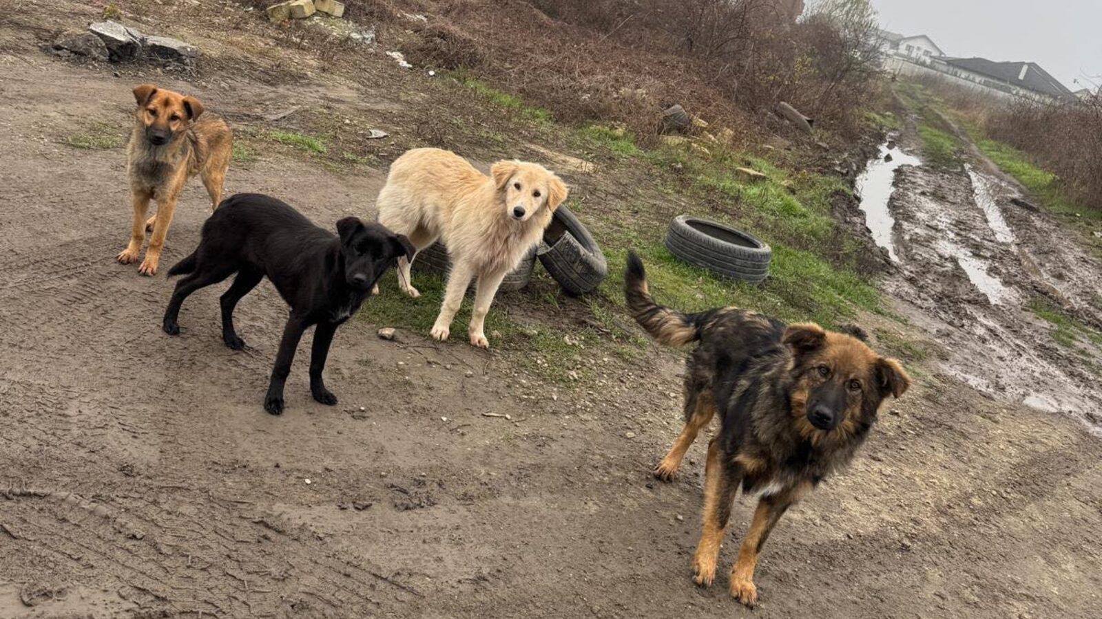 Campanie de sterilizări și microcipări gratuite în Ilfov, cu focus pe Popești-Leordeni și împrejurimi Autoritățile din cadrul Direcției pentru Protecția Animalelor din județul Ilfov continuă eforturile ambitioase de a controla populația câinilor fără stăpân și de a asigura bunăstarea celor cu proprietari