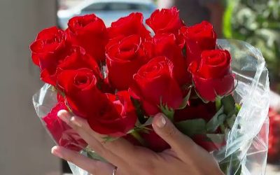 Alertă în Europa. Trandafirii roșii importați din Olanda, contaminați de insecticide interzise, „cancerigene pentru om”