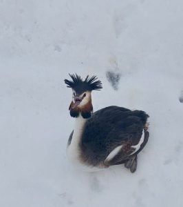 Un corcodel mare, speciile protejate Podiceps cristatus, a fost salvat de autoritățile locale din București, după ce a fost găsit rătăcind în zăpadă pe terenul unei instituții situate pe Șoseaua Olteniței