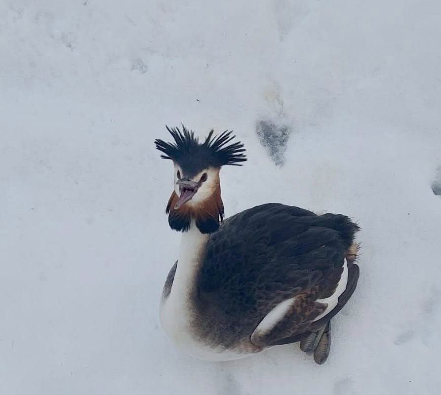 Un corcodel mare, speciile protejate Podiceps cristatus, a fost salvat de autoritățile locale din București, după ce a fost găsit rătăcind în zăpadă pe terenul unei instituții situate pe Șoseaua Olteniței