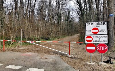 drum-forestier-auto-Padurea-Baneasa.jpg