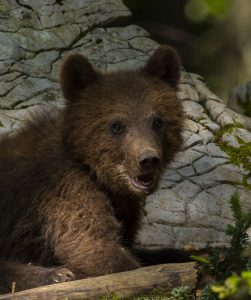 Primăvara pare să își ia tot timpul în ajun, dacă ar fi să judecăm după comportamentul urșilor de la Grădina Zoologică din Târgu Mureș