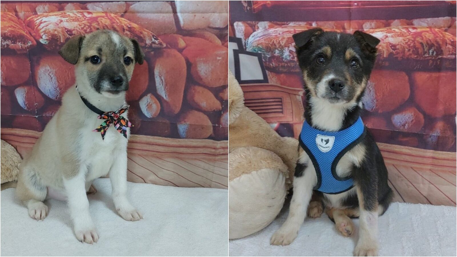 Primul târg de adopții din 2026, organizat de Autoritatea pentru Supravegherea și Protecția Animalelor București (ASPA), se va desfășura în acest weekend la Veranda Mall, oferind o șansă unică iubitorilor de animale de companion pentru a găsi un nou prieten patruped