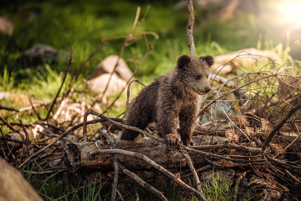 Valentine’s Day aduce o inițiativă iubitoare pentru iubitorii de natură: Adoptă simbolic un urs și susține conservarea acestora Într-un gest simbolic care îmbină iubirea și responsabilitatea față de mediu, Asociația Milioane de Prieteni propune un mod diferit de a sărbători Ziua Îndrăgostiților