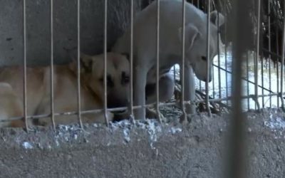 „Sub blăniţa căţeilor am găsit nenorocire”. Toţi câinii schingiuiți au fost preluați din adăpostul privat de la Suraia