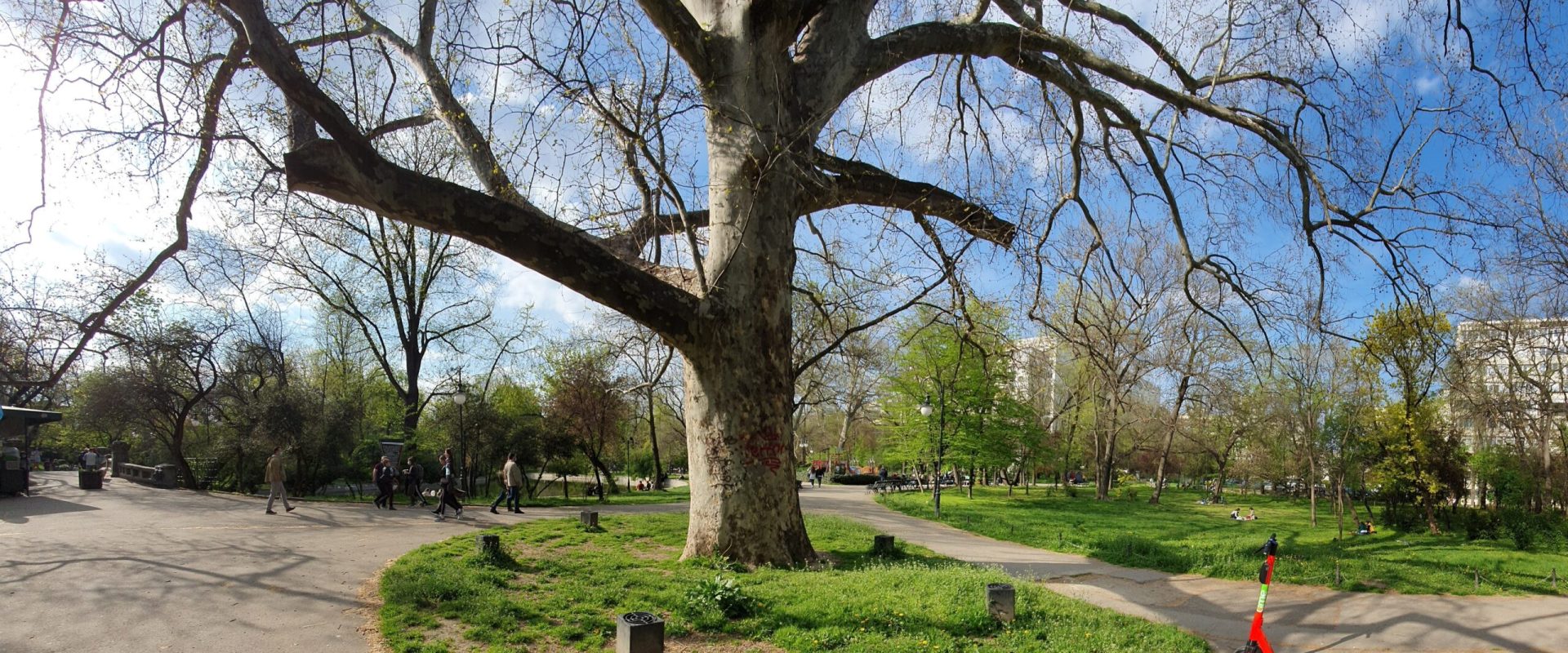 Cereri online pentru toaletare/defrișare copaci în București. PMB lansează platformă