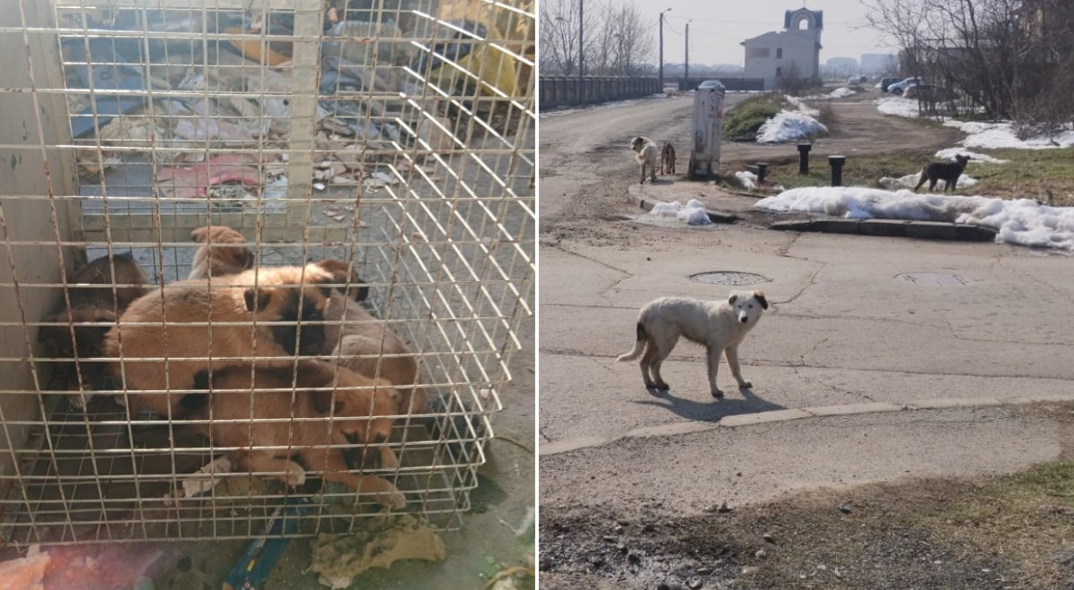 ASPA București: 61 de câini, dintre care 31 pui, preluați din stradă de la începutul lunii martie Autoritatea pentru Supravegherea și Protecția Animalelor (ASPA) București a intervenit în ultimele săptămâni pentru a prelua un număr semnificativ de câini de pe străzile Capitalei