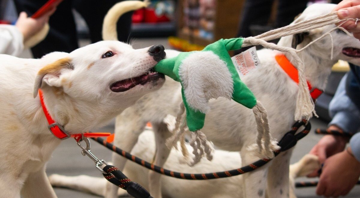 ASPA București organizează un eveniment de adopții pentru câini la începutul lunii aprilie Autoritatea pentru Supravegherea și Protecția Animalelor (ASPA) București lansează un eveniment dedicat adopțiilor de câini fără stăpân