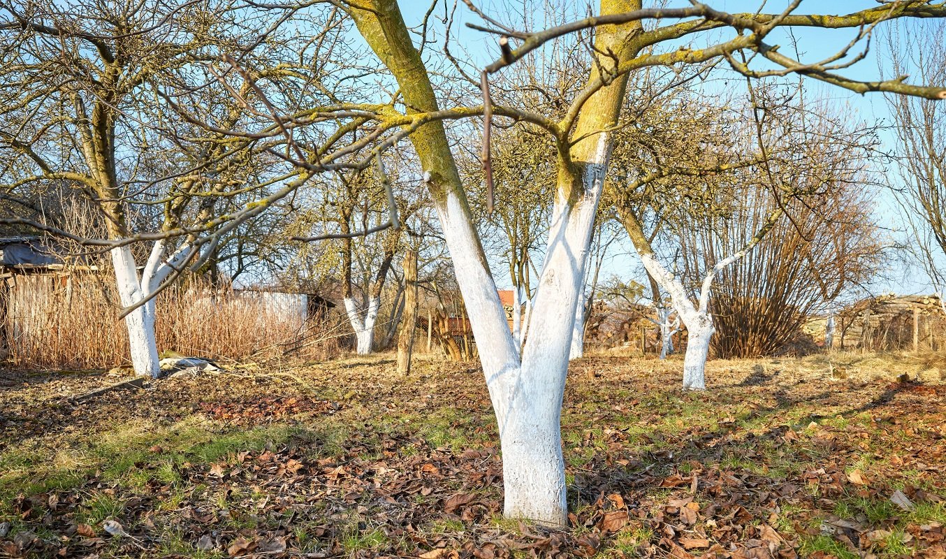 Albirea pomilor fructiferi: metode tradiționale și alternative moderne Albirea pomilor fructiferi este o practică agricolă cu o istorie îndelungată, menită să protejeze copacii de diverse pericole