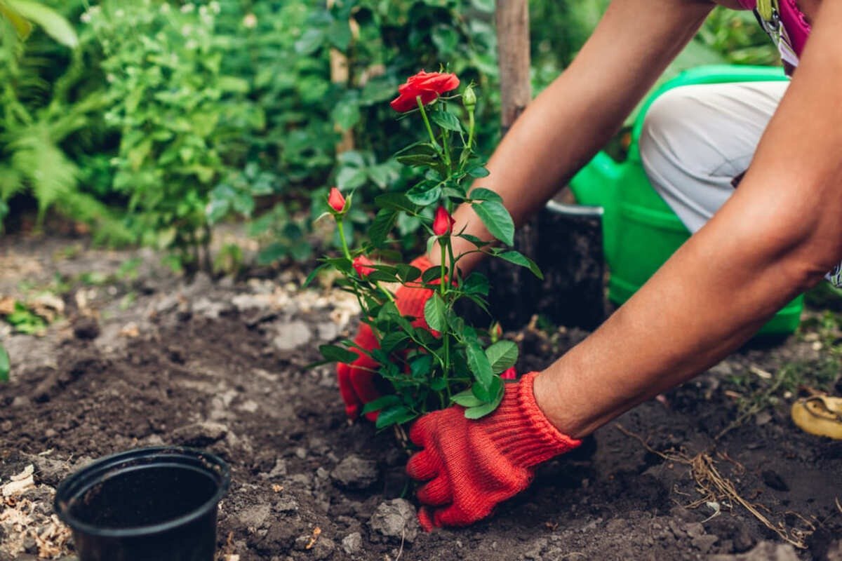 Martie, luna plantării trandafirilor: sfaturi de la experți pentru o grădină înfloritoare Începutul primăverii este momentul optim pentru a planta trandafiri, mai ales pentru cei care au rădăcinile dezgolite