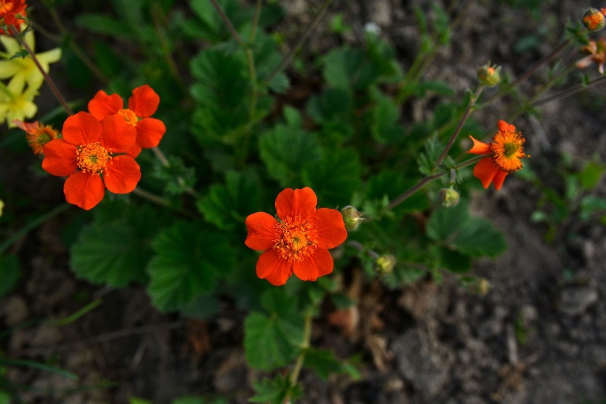 Grădinăritul de primăvară: Ce flori perene poți planta din martie pentru a avea o grădină colorată ani la rând Martie este momentul ideal pentru a începe pregătirile pentru o grădină plină de culoare