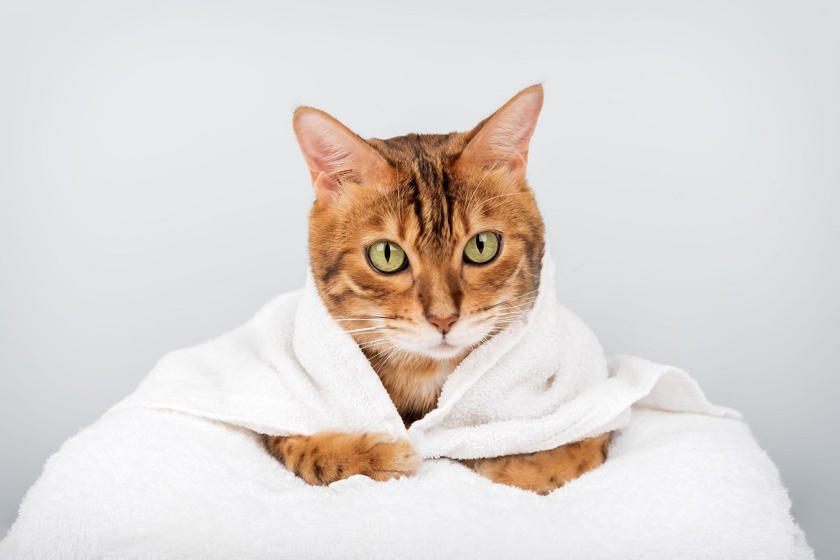 Pisicile energice: O explozie de viață în casele românilor Pentru iubitorii de feline care caută un companion cu multă energie, anumite rase de pisici sunt alegerea ideală