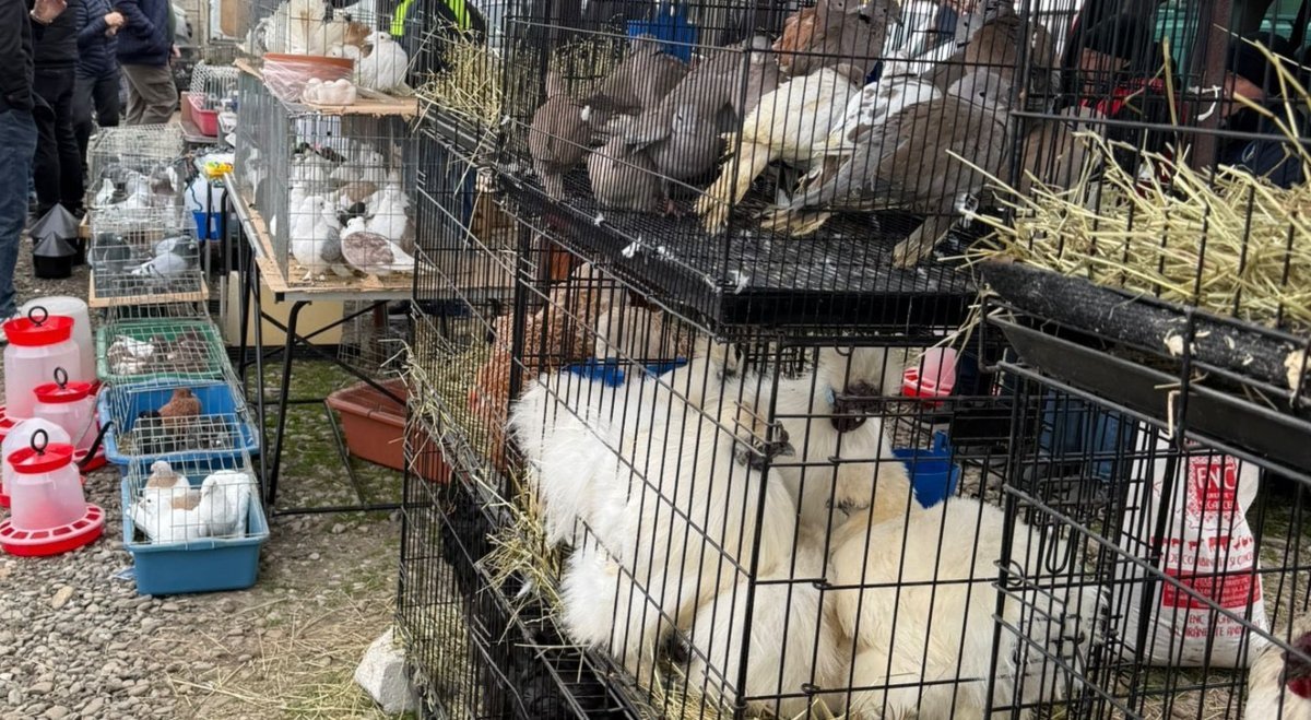 Controale la târgul din Voluntari: Comerț ilegal cu animale și amenzi de peste 19.000 de lei Un control mixt efectuat la târgul din Voluntari a scos la iveală nereguli grave, de la comerț ilegal cu animale la condiții improprii de adăpostire și comercializarea unor produse alimentare neconforme