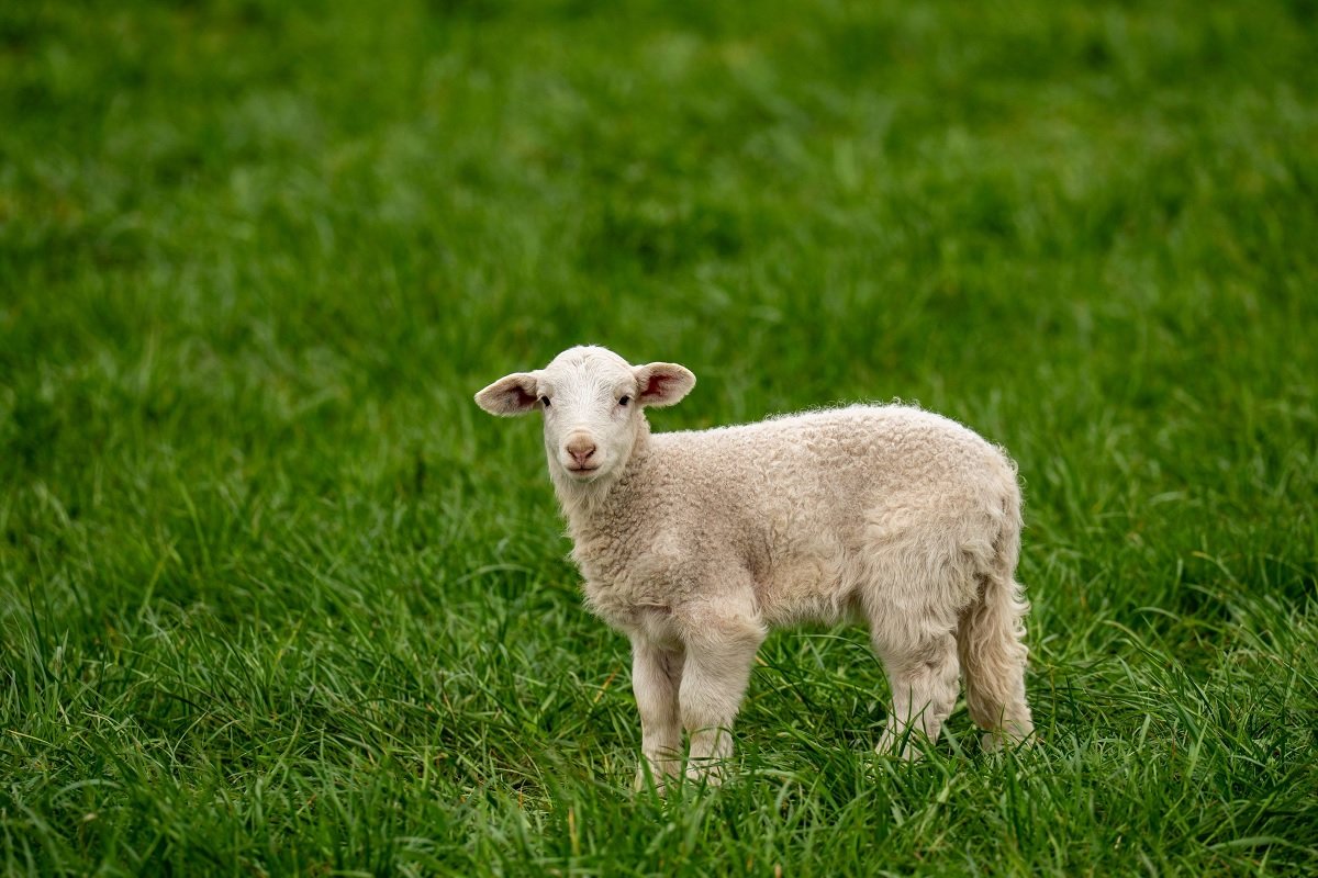 Mielul de Paște, între așteptări și prețuri: Fermierii mențin tarifele, cumpărătorii ezită Apropierea Paștelui aduce în prim-plan o analiză a pieței de miel, unde prețurile stagnează în ferme, în timp ce cumpărătorii amână achizițiile, sperând în reduceri last-minute