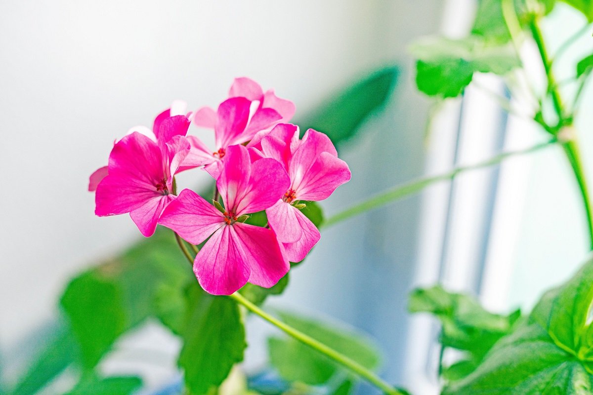 Trucurile specialiștilor pentru mușcate spectaculoase: cum să le îngrijești de la începutul primăverii Pentru a te bucura de mușcate bogate și pline de flori încă de la începutul primăverii, specialiștii în grădinărit recomandă o serie de trucuri simple, dar eficiente