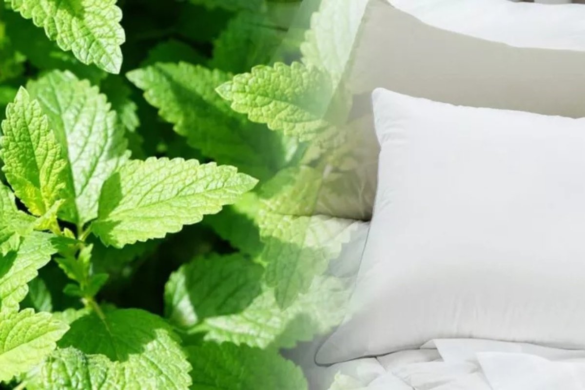 Mentă sub pernă: Trucul european pentru un somn mai bun