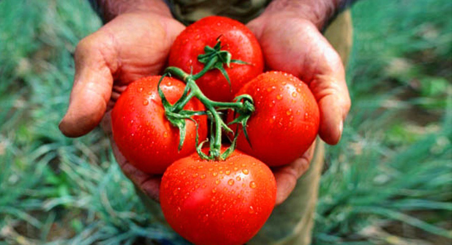 Roșiile românești au prețuri prohibitive la început de sezon Roșiile românești cultivate în sere ajung să coste până la 100 de lei pe kilogram în piețe și supermarketuri, la începutul lunii martie 2026