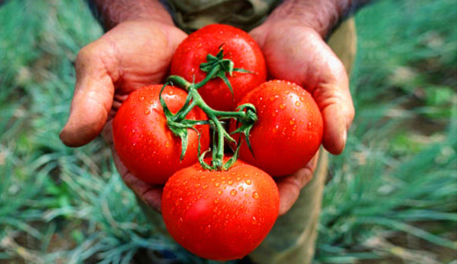 Roșiile românești au prețuri prohibitive la început de sezon Roșiile românești cultivate în sere ajung să coste până la 100 de lei pe kilogram în piețe și supermarketuri, la începutul lunii martie 2026