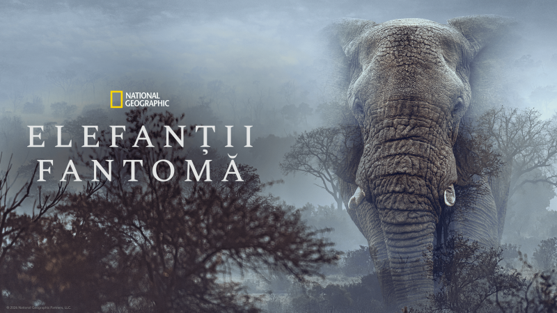 Elefanții-fantomă: Werner Herzog explorează un mister african Un nou documentar promite o incursiune în inima continentului african, urmărind o expediție spectaculoasă în căutarea unor elefanți misterioși, considerați aproape mitologici