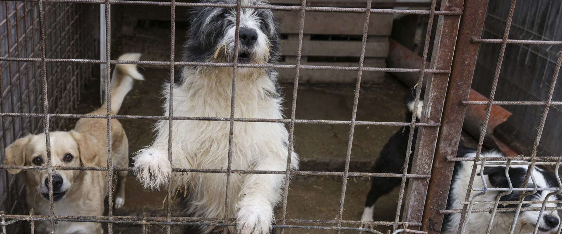 Scandalul „Abatorului de câini”: Primării din Ilfov, implicate în uciderea brutală a animalelor Ancheta privind adăpostul „Arca lui Noe” din județul Vrancea, supranumit „abatorul de câini”, dezvăluie o rețea de contracte încheiate de diverse primării din Ilfov cu firma Vetmedan SRL