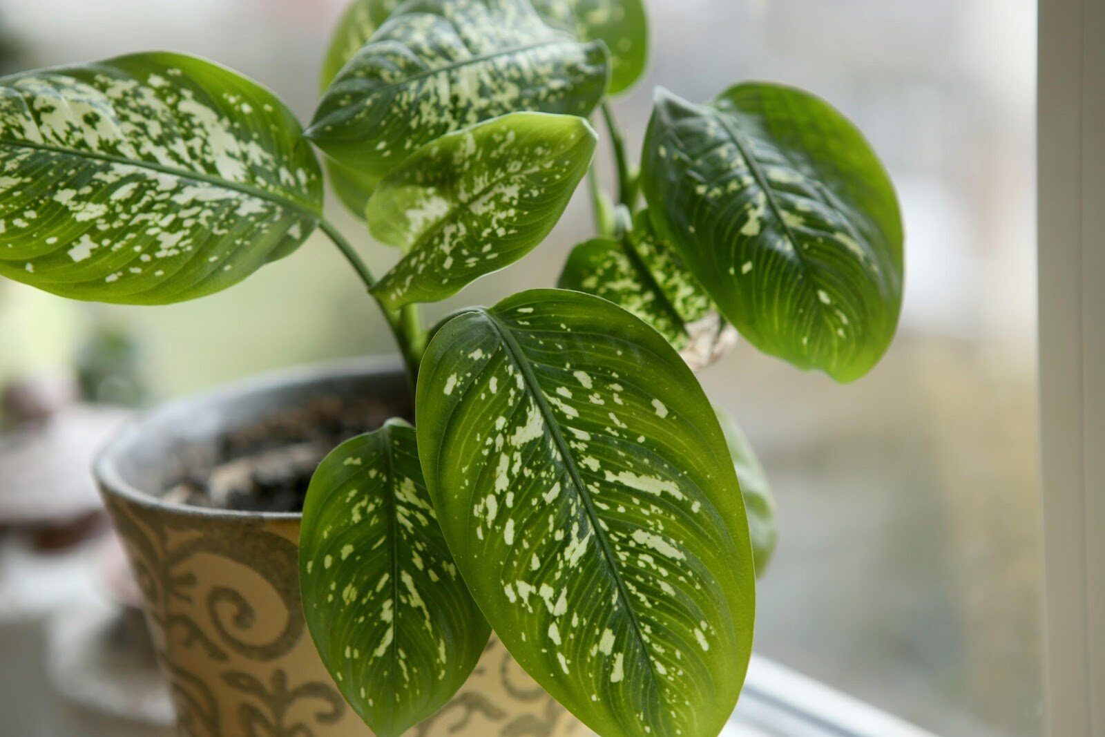 Unde să-ți pui plantele în casă? Ghidul experților despre lumină și poziționare Poziționarea corectă a plantelor de apartament este crucială pentru sănătatea și dezvoltarea lor, potrivit specialiștilor