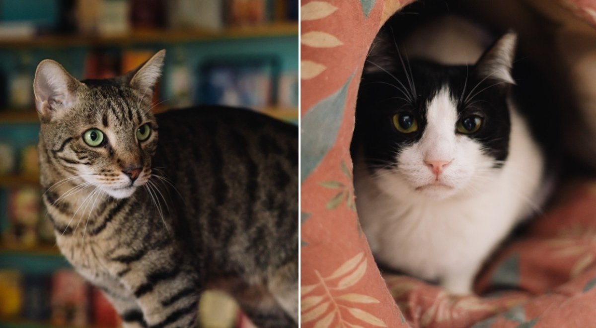 Miau Cafe se mută: Prima cafenea cu pisici din București își schimbă locația Miau Cafe, cunoscută drept prima cafenea cu pisici din România, își va redeschide porțile într-o nouă locație, după ce a închis vechiul spațiu din strada Între Gârle, Sectorul 4, acum mai bine de două săptămâni