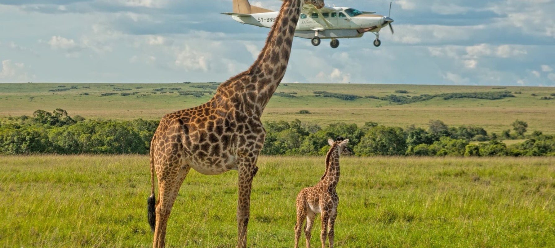 Fotografia anului transmite un mesaj dur despre distrugerea habitatului natural Fotografia anului, desemnată în cadrul unui concurs internațional de profil, este o imagine tulburătoare ce ilustrează impactul defrișărilor asupra urangutanilor