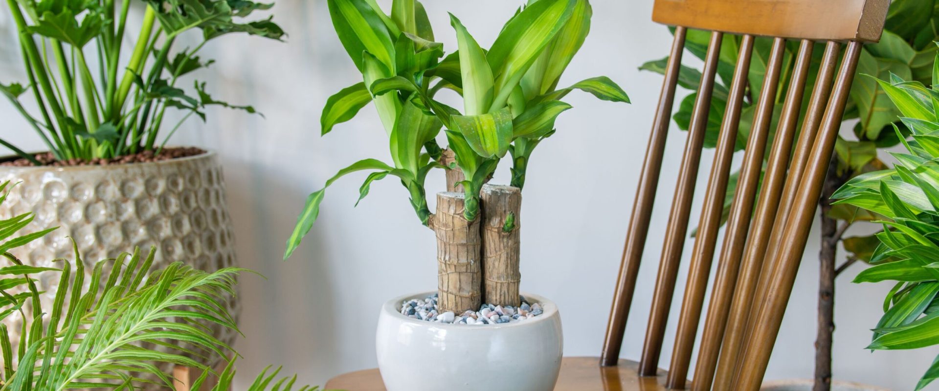 Planta care purifică aerul de toxinele din fumul de țigară