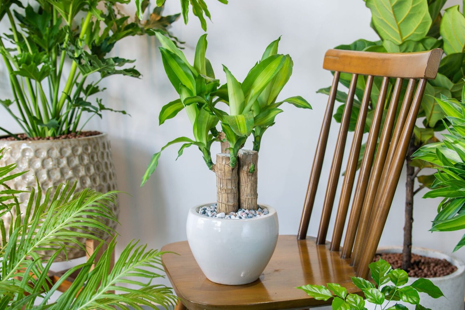 Planta care purifică aerul de toxinele din fumul de țigară