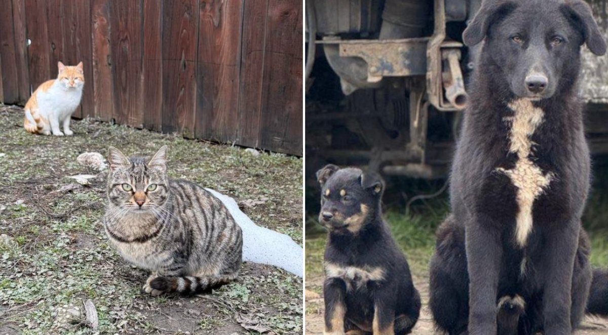 Maraton de sterilizări gratuite pentru câini și pisici în Ilfov, pe 1 aprilie 2026 Consiliul Județean Ilfov, prin Protecția Animalelor, organizează o campanie de sterilizări gratuite pentru câini și pisici în trei localități din județ