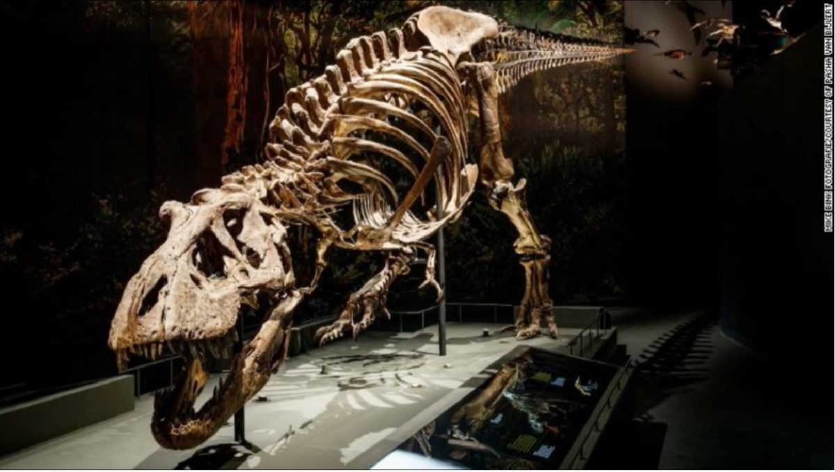 O rudă a lui T-Rex, descoperită în anii ’70, dezvăluie detalii despre evoluția dinozaurilor Un studiu recent, realizat pe baza unei analize a unei tibii gigantice descoperite în nord-vestul statului american New Mexico în anii ’70, arată că osul aparține unei rude apropiate a faimosului Tyrannosaurus rex (T-rex)