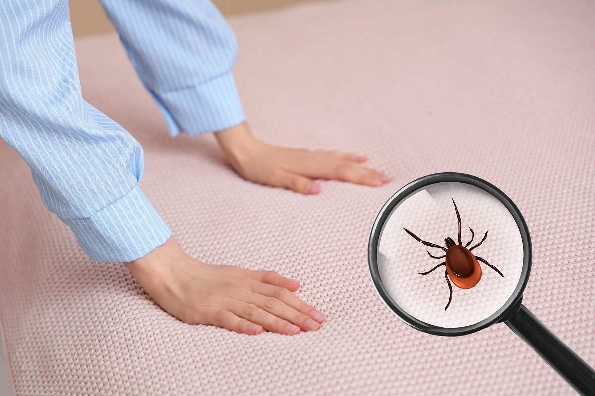 Unde se ascund ploșnițele în casa ta: Ghid practic pentru identificare și prevenire Ploșnițele sunt o problemă persistentă, iar identificarea locurilor potențiale de ascunzătoare este esențială pentru a controla o infestare